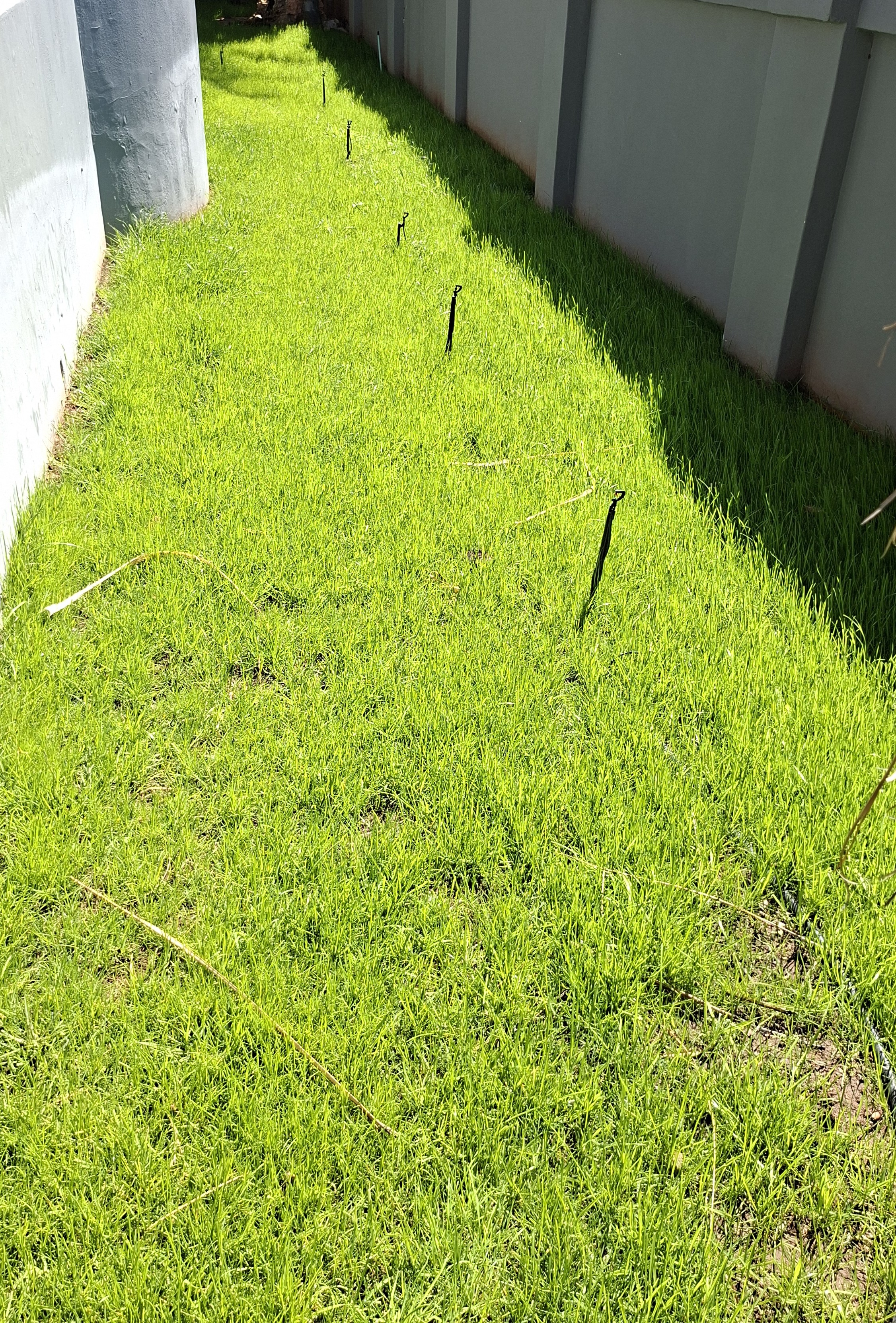 Lawn planting project